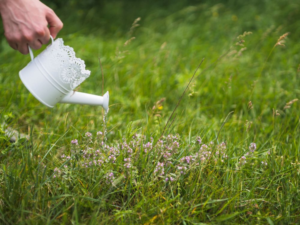 Choroby trawnika — jak rozpoznać i leczyć?